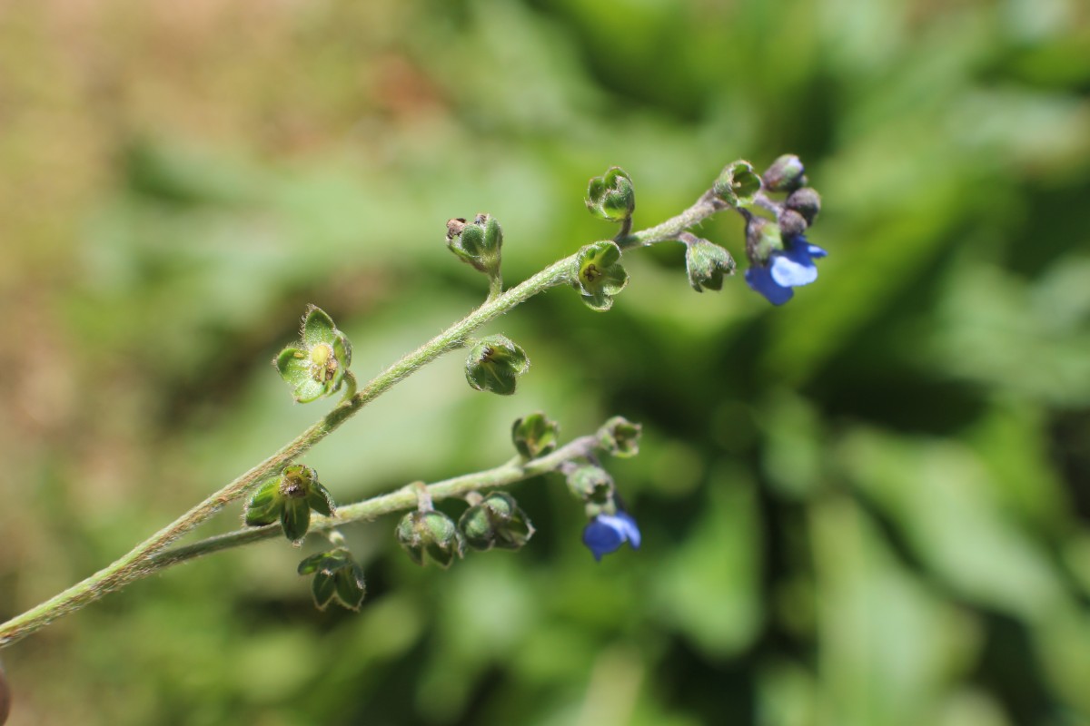 Cynoglossum zeylanicum (Sw. ex Lehm.) Thunb. ex Brand